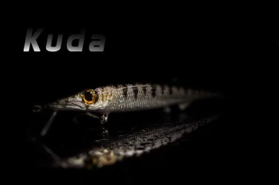 Jack Fin - Kuda